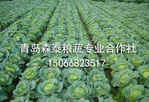 圆球甘蓝 圆球甘蓝