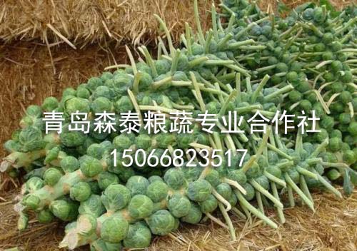 圆球甘蓝 圆球甘蓝