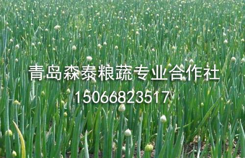 银钻大葱 银钻大葱