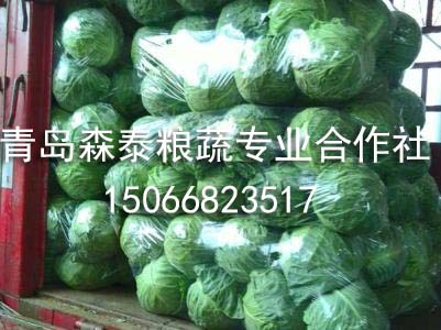 圆球甘蓝 圆球甘蓝
