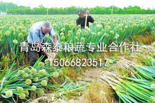 银钻大葱 银钻大葱
