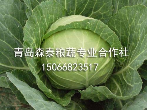 圆球甘蓝 圆球甘蓝