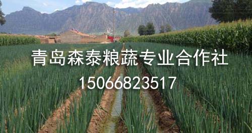 银钻大葱 银钻大葱