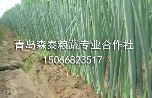 银钻大葱 银钻大葱