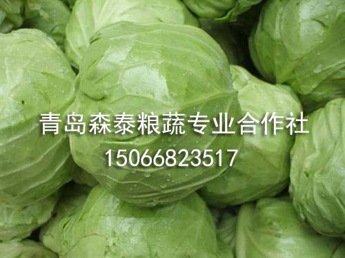 圆球甘蓝 圆球甘蓝