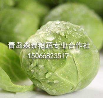 圆球甘蓝 圆球甘蓝