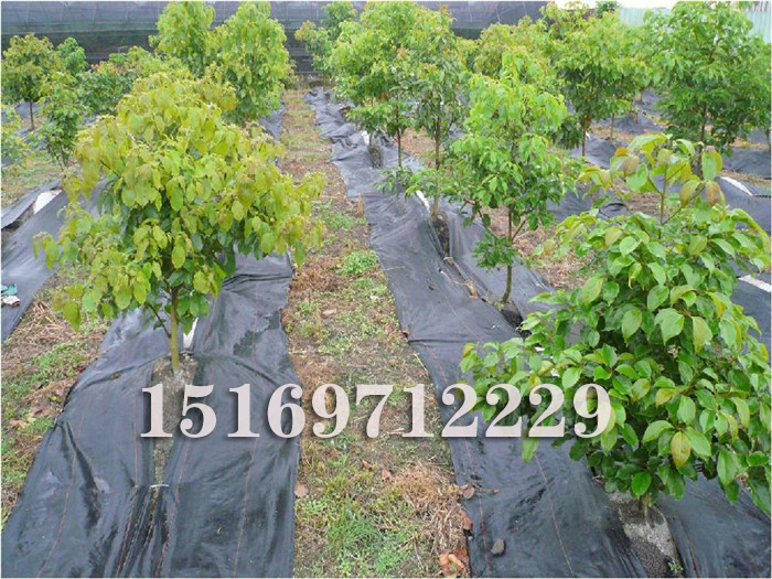 防草布