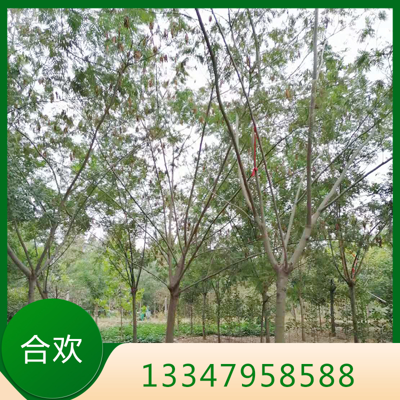 合欢 合欢