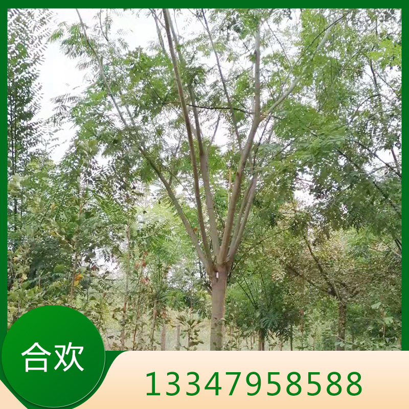 合欢 合欢