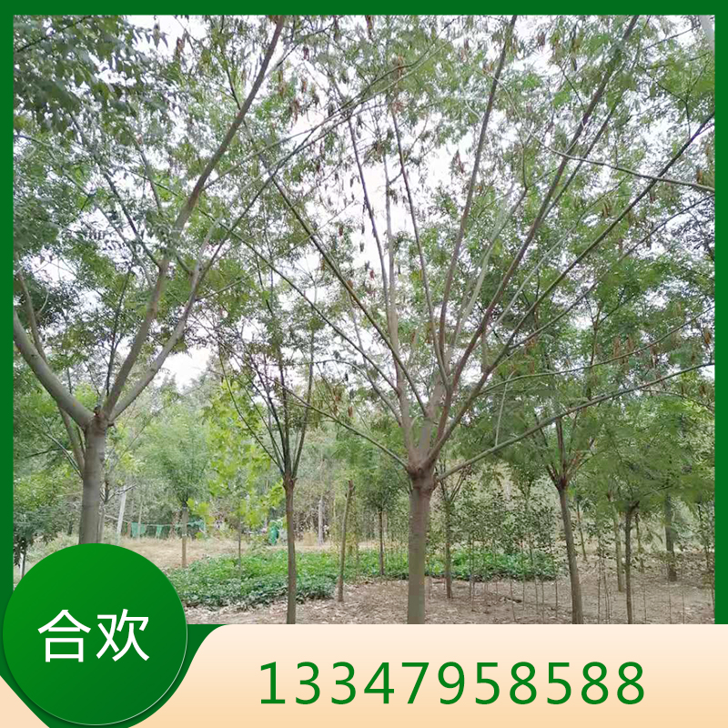 合欢 合欢