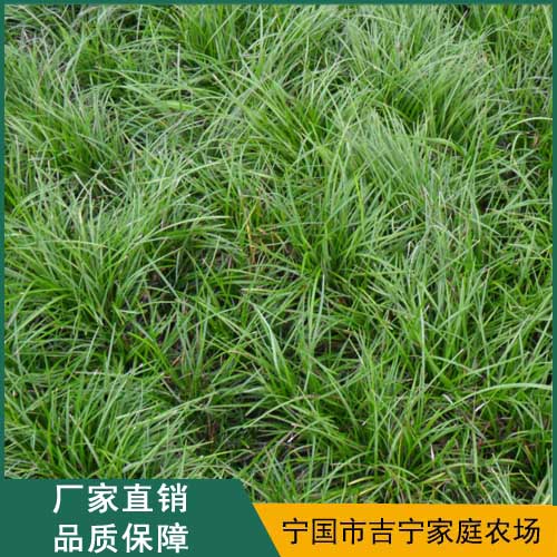 麦冬 麦冬