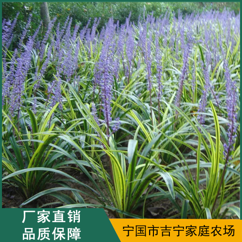 麦冬 麦冬