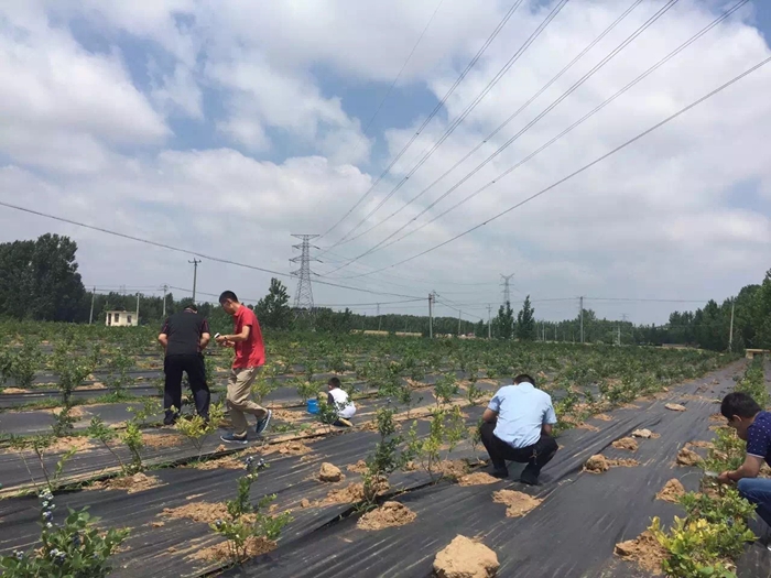 防草布 防草布