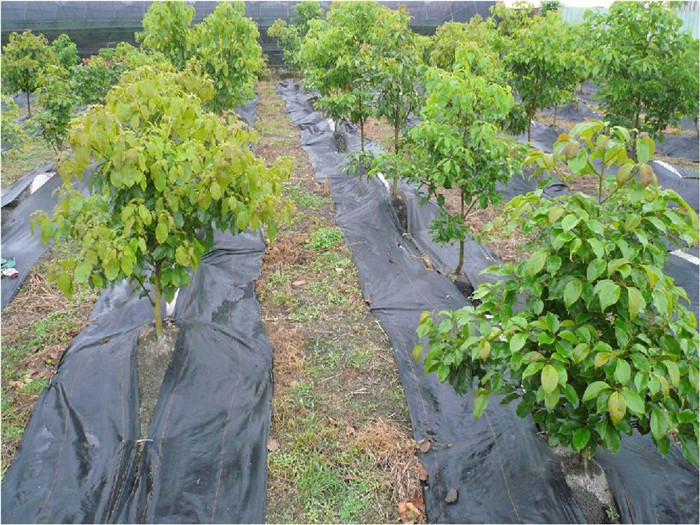 防草布(园艺地布) 防草布(园艺地布)