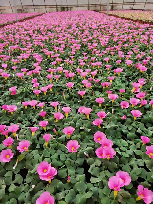 大花芙蓉醡浆草