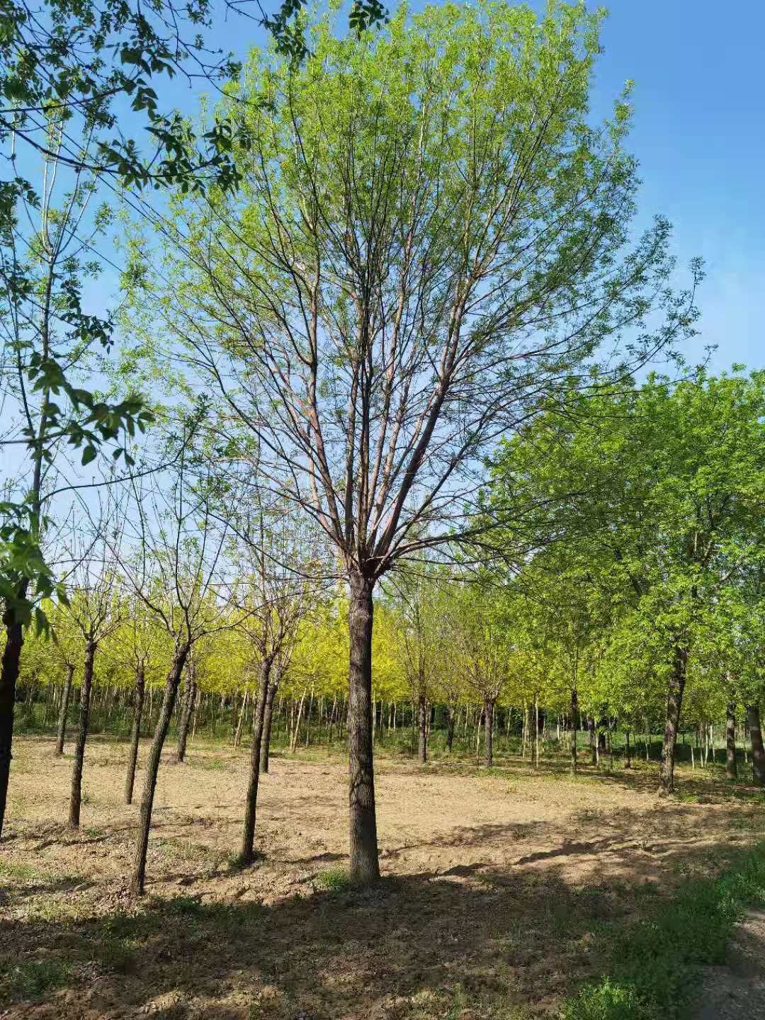 白蜡树