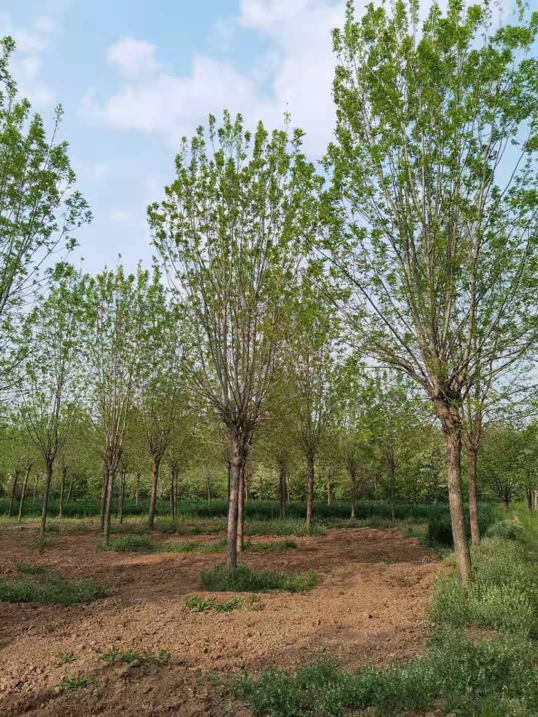 白蜡树 白蜡树
