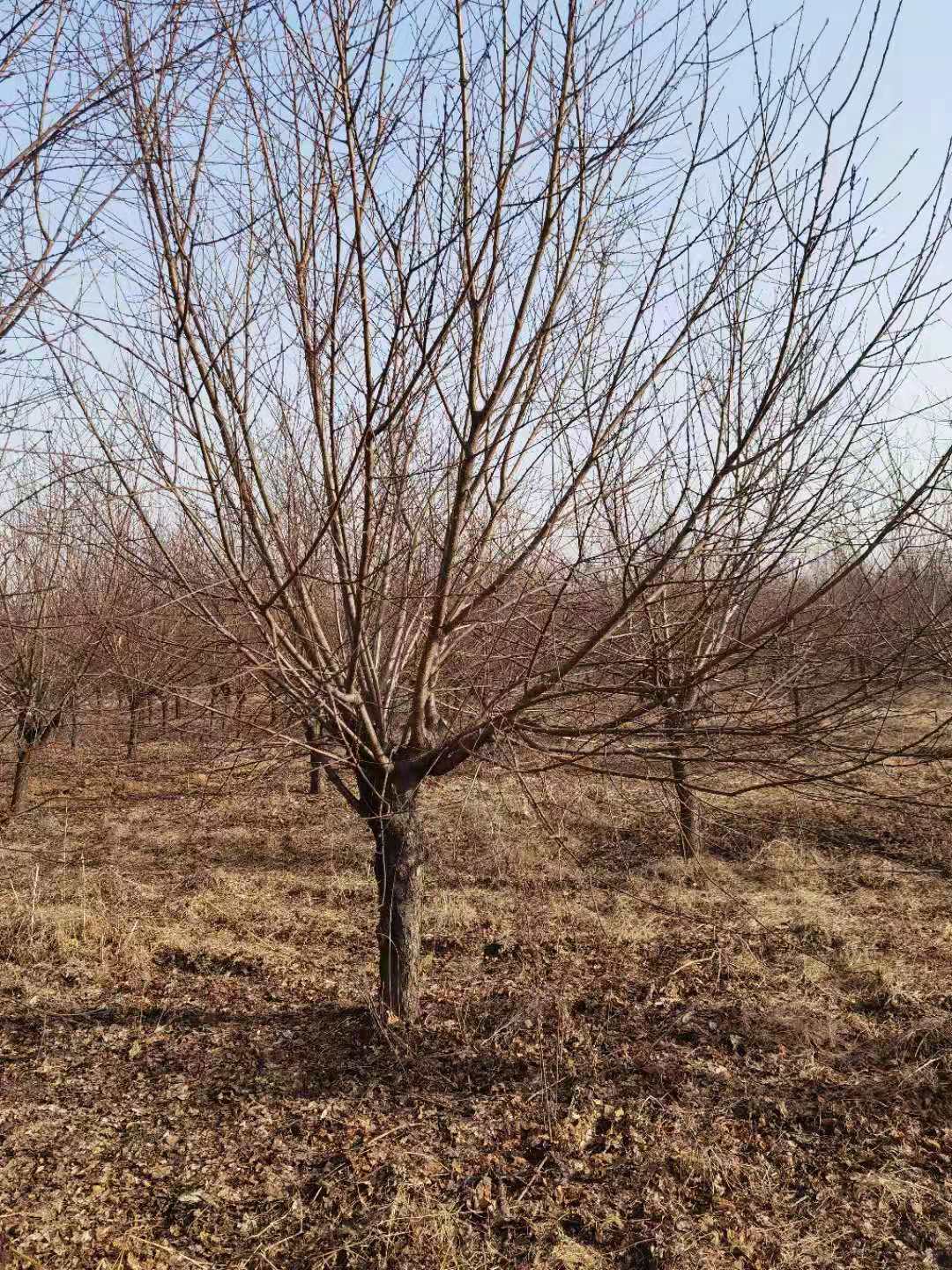 红叶碧桃 红叶碧桃