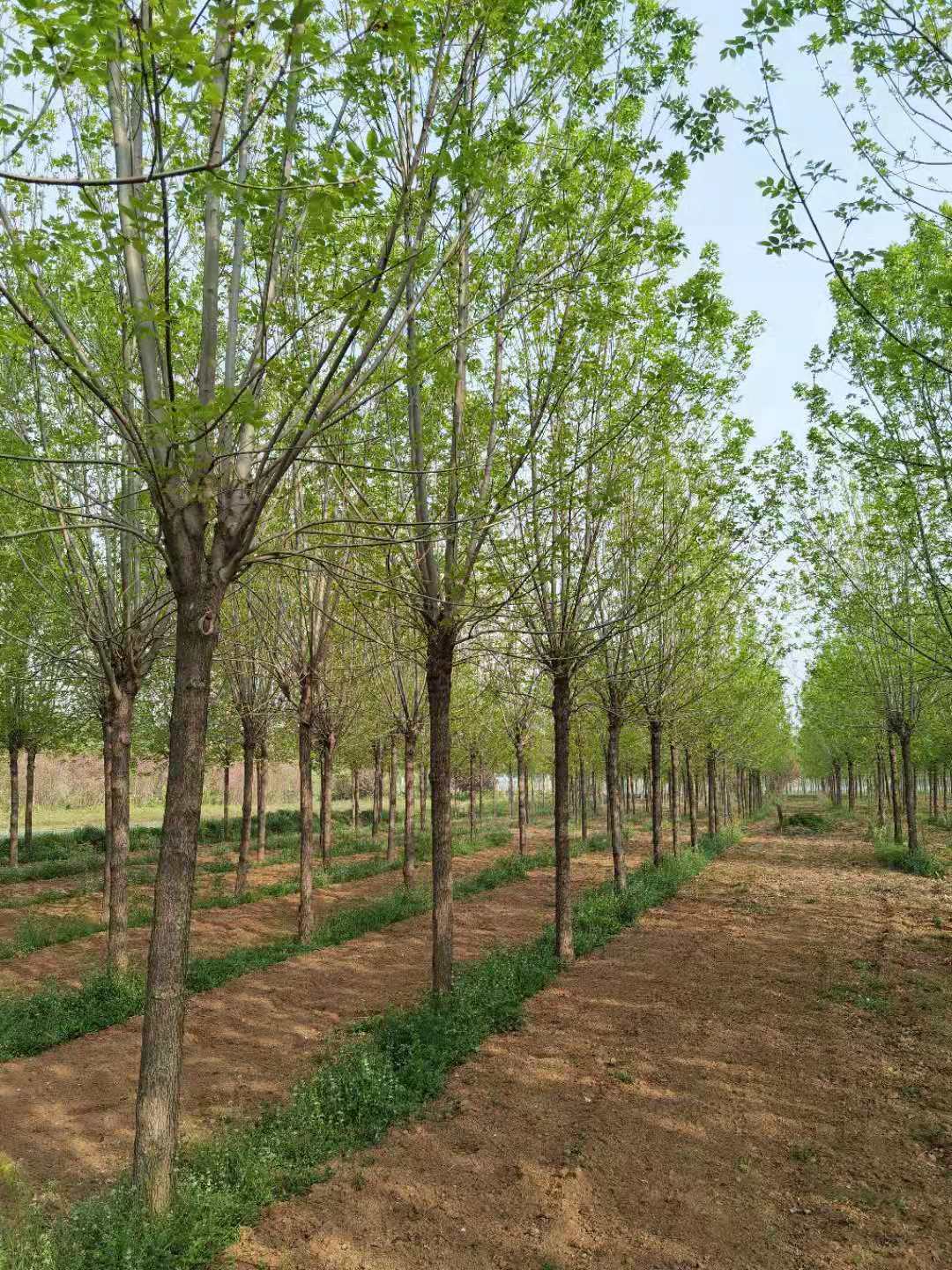 白蜡树 白蜡树