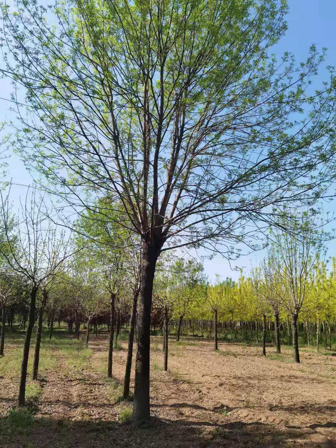 白蜡树