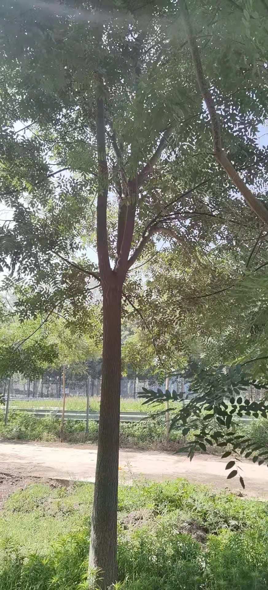 国槐树