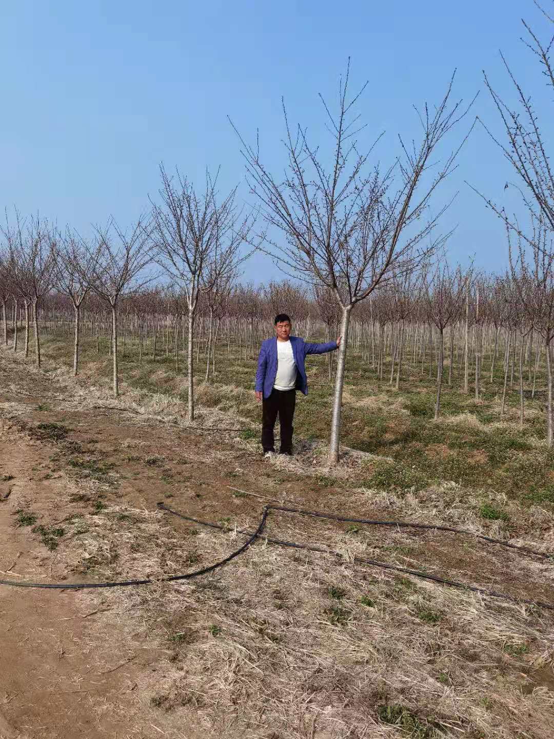樱花