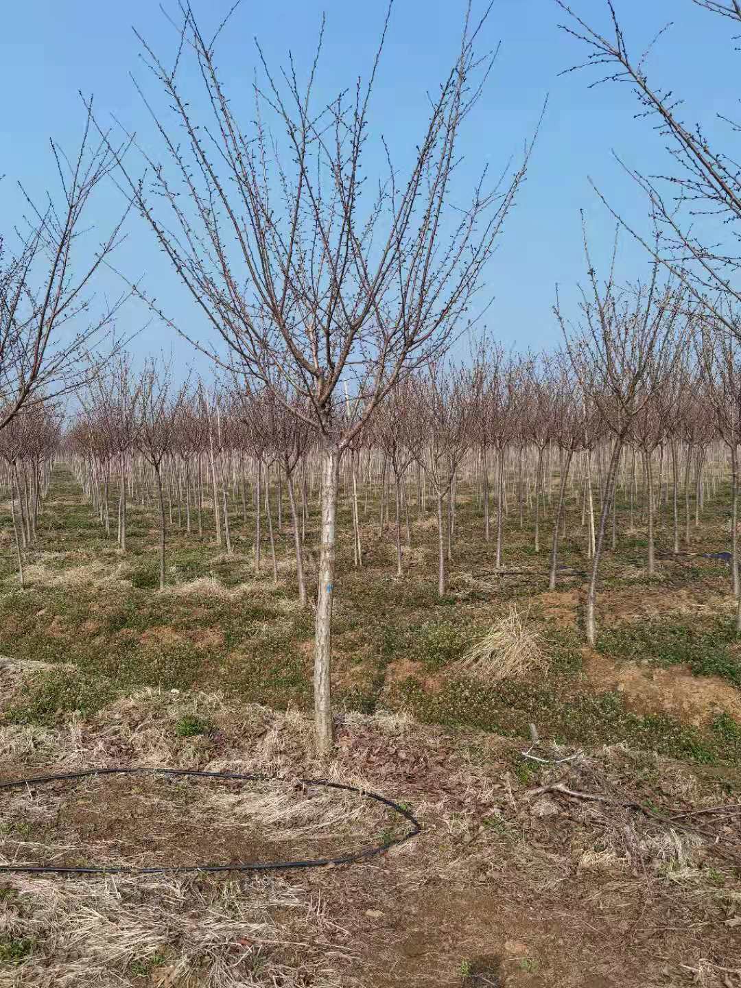 樱花