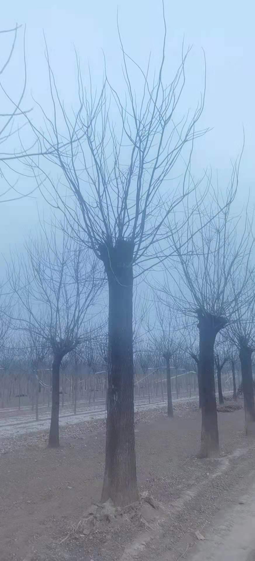 国槐树