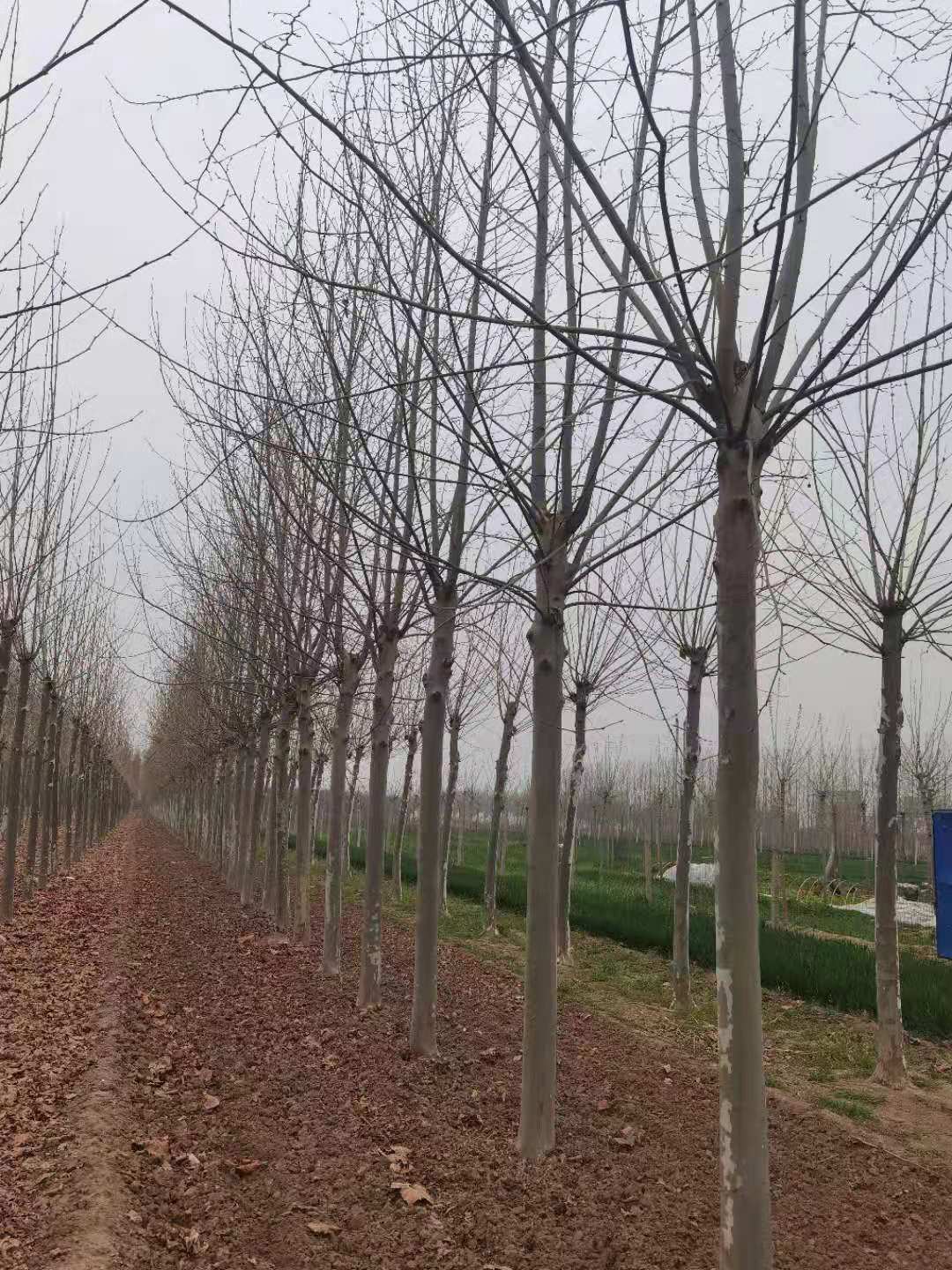 法桐树 法桐树