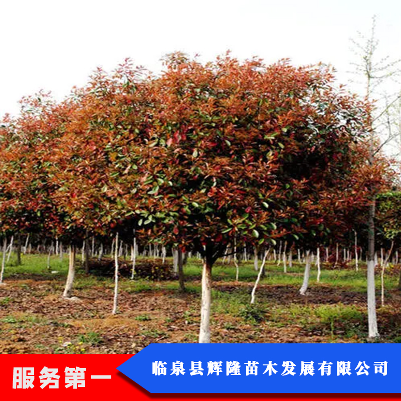 红叶石楠树