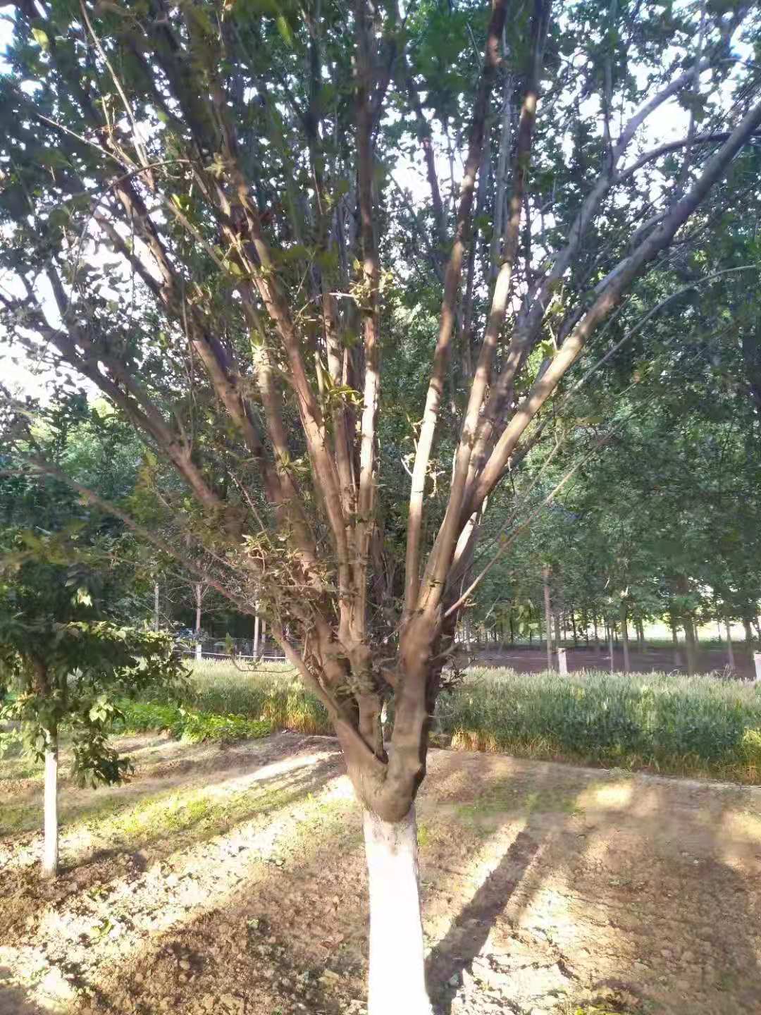 西府海棠 西府海棠