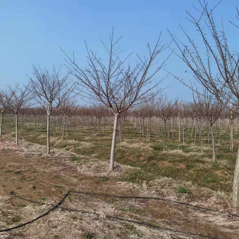 樱花 樱花