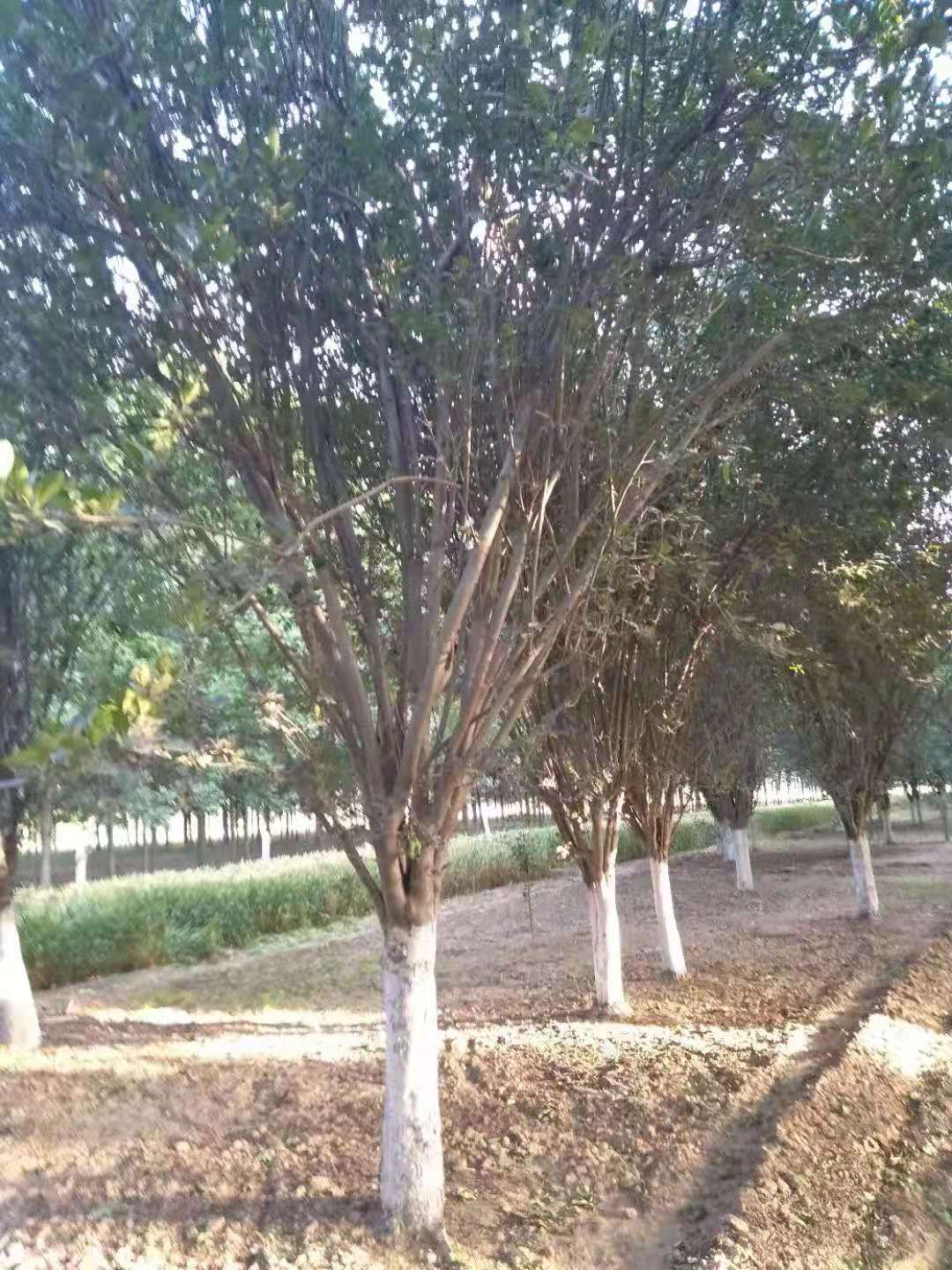 西府海棠