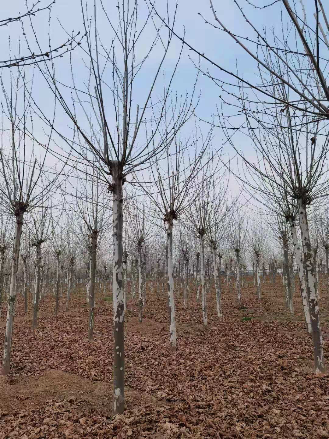 法桐树 法桐树