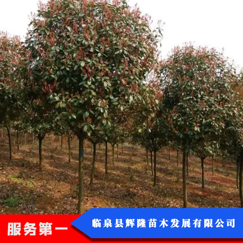 红叶石楠树 红叶石楠树