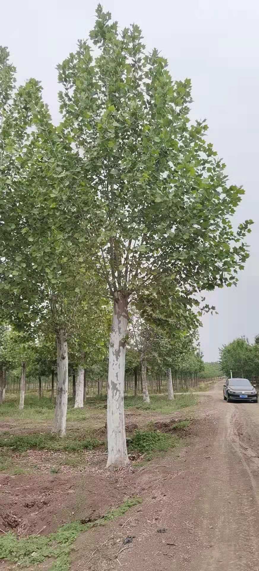 法桐树