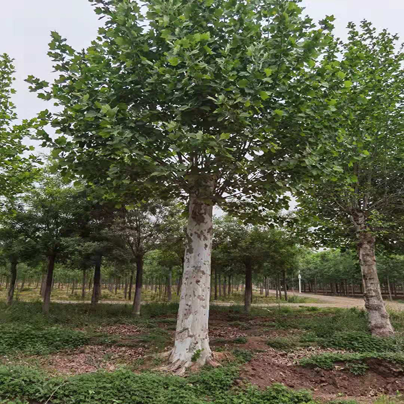 法桐树