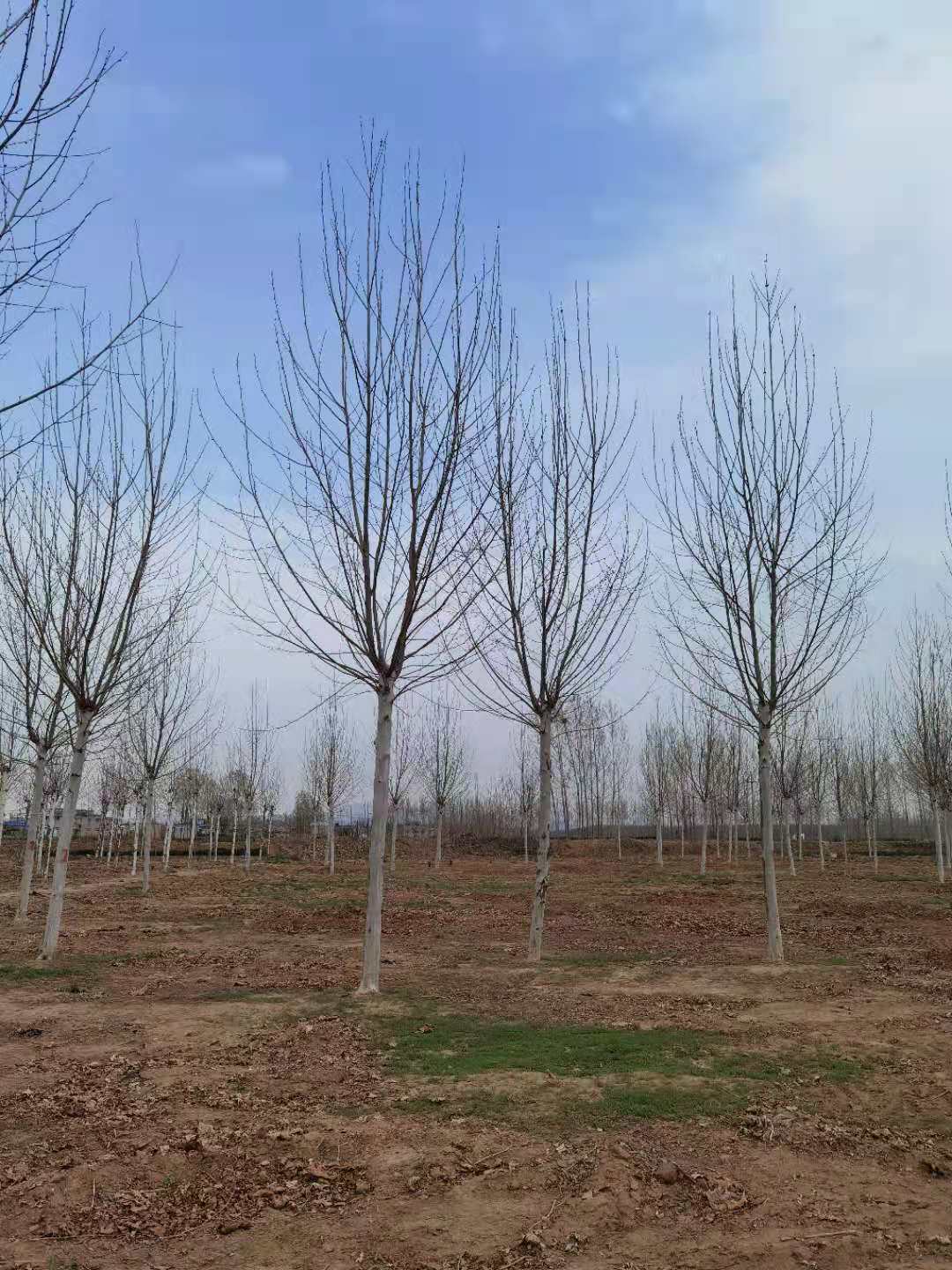 法桐树