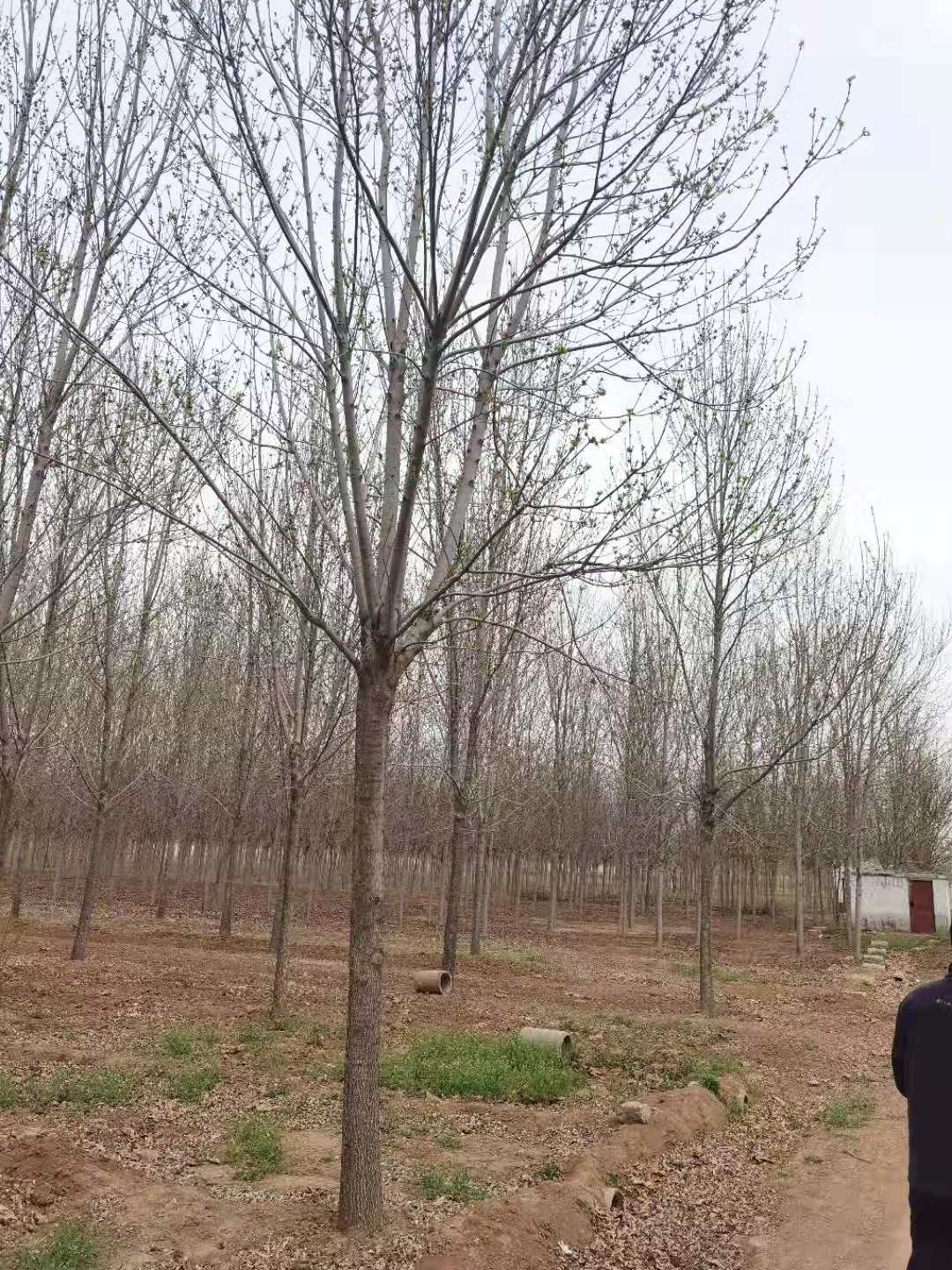 白蜡树