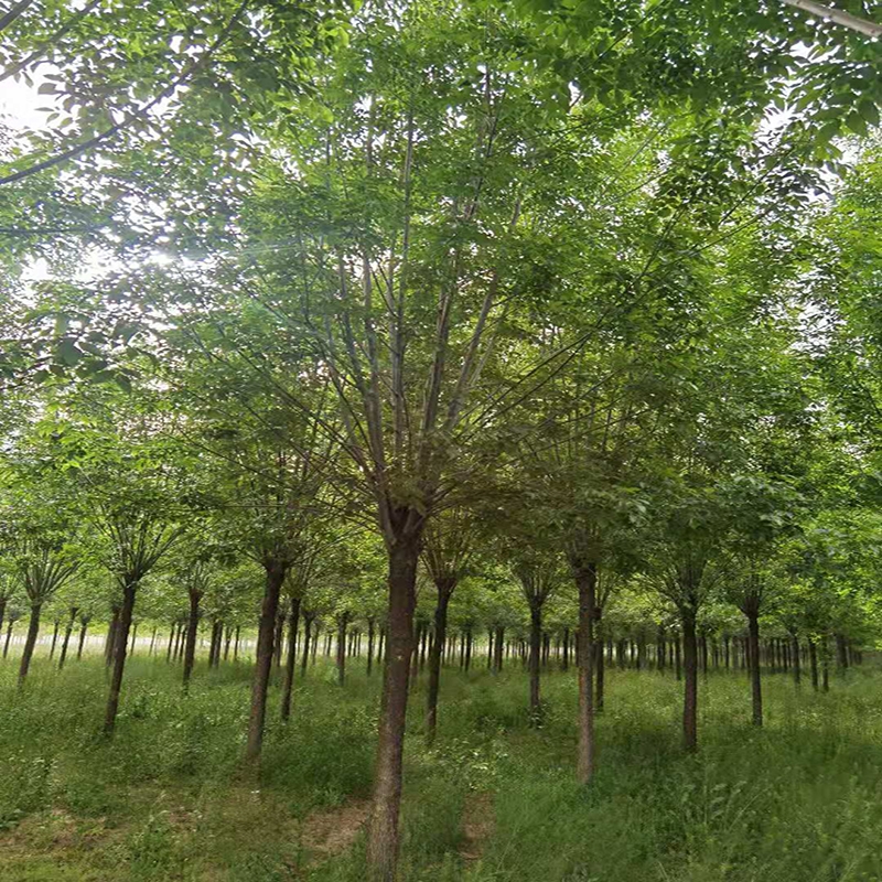 白蜡树