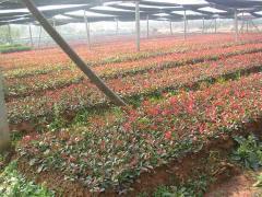 紅葉石楠