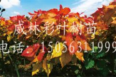 金紅楊9