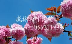 紅葉櫻花批發(fā)