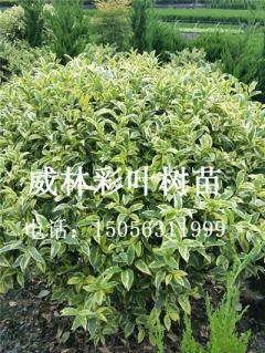 花葉女貞批發(fā)