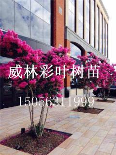紅火球紫薇價格