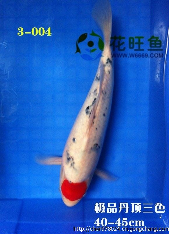 广州花旺鱼渔场新到纯种极品丹顶锦鲤40cm丹顶三色锦鲤