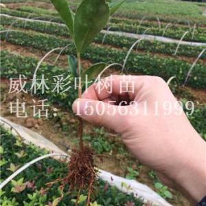 珍珠彩葉桂批發