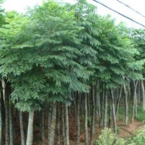 優質樸樹專業種植商 樸樹小苗 叢生樸樹