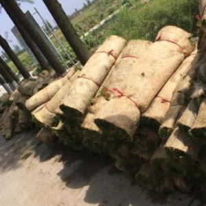 草坪卷