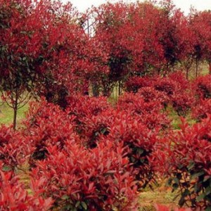紅葉石楠批發(fā)